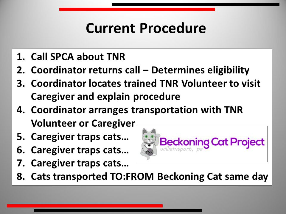 1.Call SPCA about TNR 2.Coordinator returns call – Determines eligibility 3.Coordinator locates trained TNR Volunteer to visit Caregiver and explain procedure 4.Coordinator arranges transportation with TNR Volunteer or Caregiver 5.Caregiver traps cats… 6.Caregiver traps cats… 7.Caregiver traps cats… 8.Cats transported TO:FROM Beckoning Cat same day Current Procedure