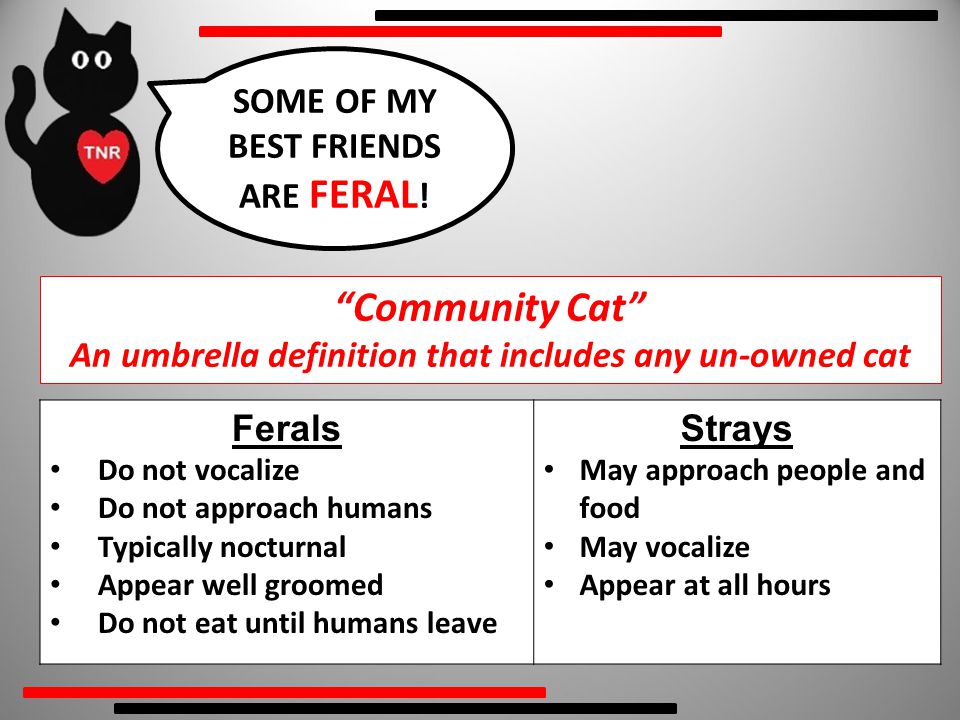 Ferals Do not vocalize Do not approach humans Typically nocturnal Appear well groomed Do not eat until humans leave Strays May approach people and food May vocalize Appear at all hours Community Cat An umbrella definition that includes any un-owned cat SOME OF MY BEST FRIENDS ARE FERAL !