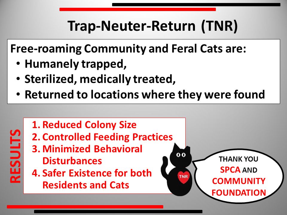 Trap-Neuter-Return (TNR) Free-roaming Community and Feral Cats are: Humanely trapped, Sterilized, medically treated, Returned to locations where they were found 1.Reduced Colony Size 2.Controlled Feeding Practices 3.Minimized Behavioral Disturbances 4.Safer Existence for both Residents and Cats RESULTS THANK YOU SPCA AND COMMUNITY FOUNDATION