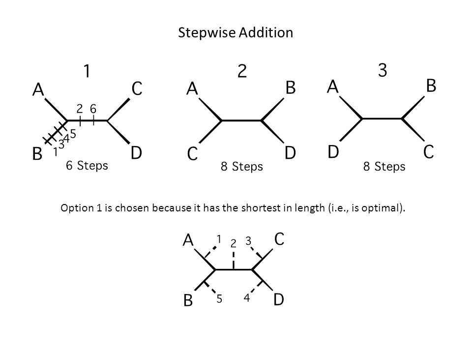 Stepwise Addition Option 1 is chosen because it has the shortest in length (i.e., is optimal).