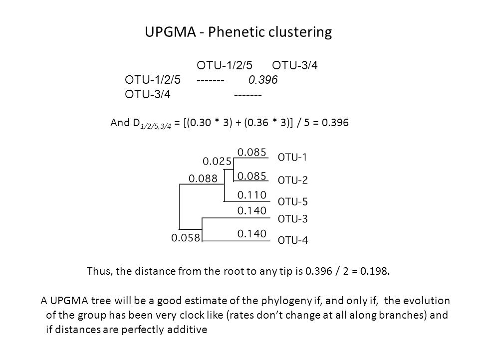 UPGMA - Phenetic clustering OTU-1/2/5 OTU-3/4 OTU-1/2/ OTU-3/ And D 1/2/5,3/4 = [(0.30 * 3) + (0.36 * 3)] / 5 = Thus, the distance from the root to any tip is / 2 =
