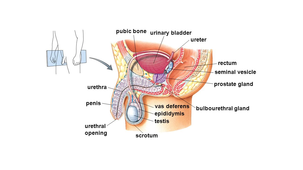 penis pubic bone Gape ass mpeg