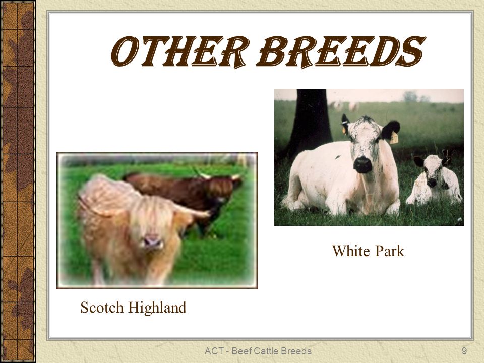 Other breeds. White breeding.