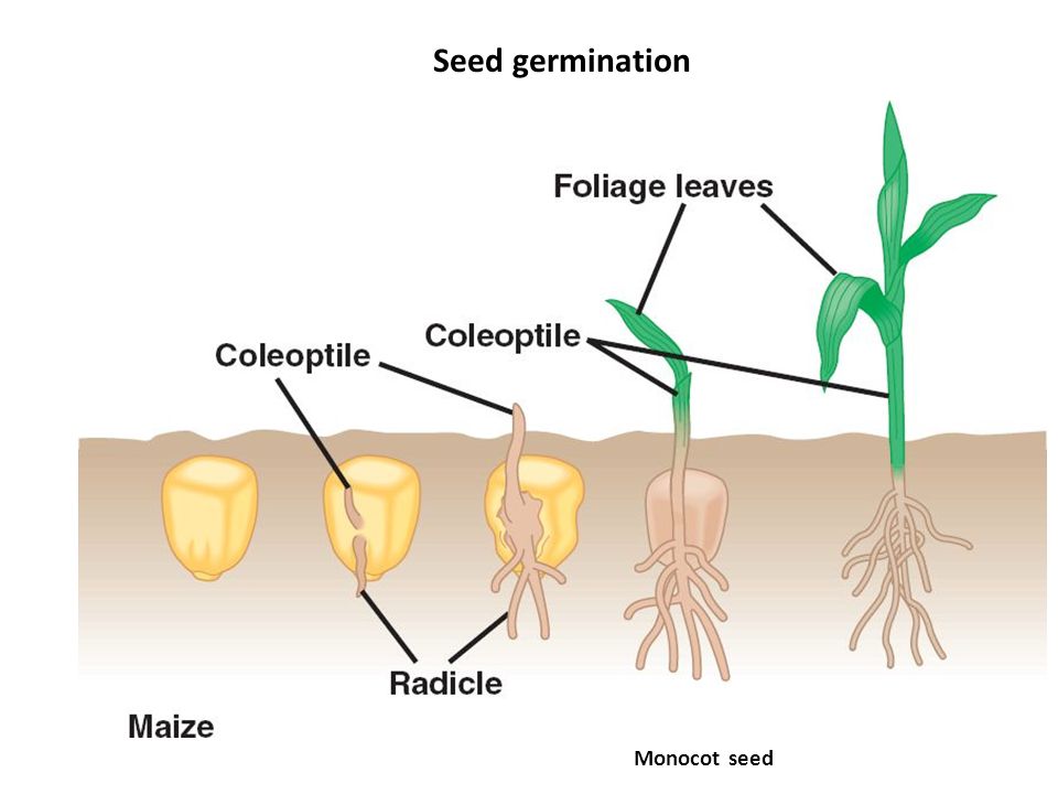 Seed Germination Diagram Monocot Germination Wiring