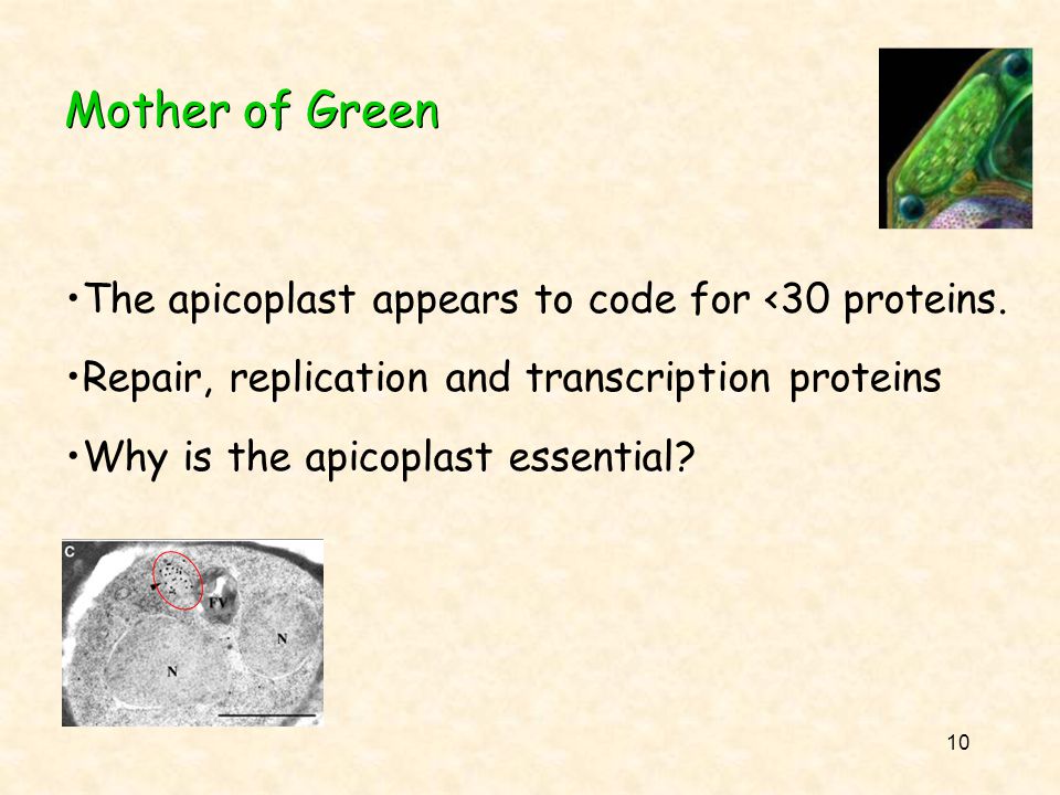 10 Mother of Green The apicoplast appears to code for <30 proteins.