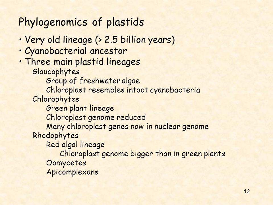 12 Phylogenomics of plastids Very old lineage (> 2.5 billion years) Cyanobacterial ancestor Three main plastid lineages Glaucophytes Group of freshwater algae Chloroplast resembles intact cyanobacteria Chlorophytes Green plant lineage Chloroplast genome reduced Many chloroplast genes now in nuclear genome Rhodophytes Red algal lineage Chloroplast genome bigger than in green plants Oomycetes Apicomplexans