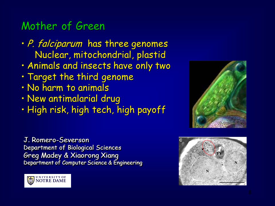 8 Mother of Green P. falciparum has three genomes P.