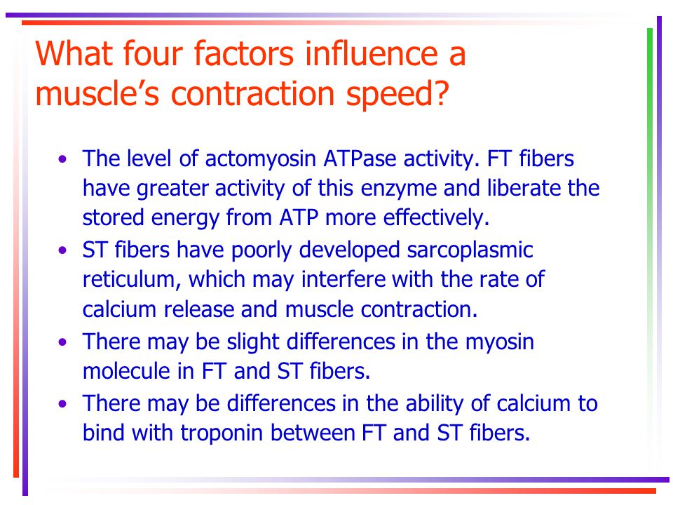 What four factors influence a muscle’s contraction speed.