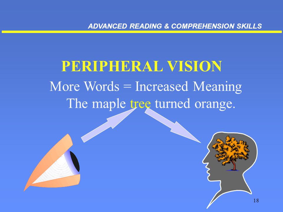 18 PERIPHERAL VISION More Words = Increased Meaning The maple tree turned orange.