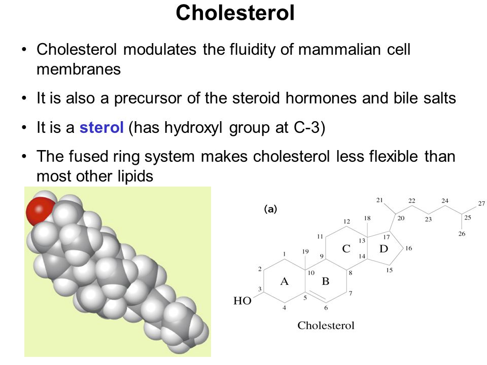 Prentice Hall c2002Chapter 921 Cholesterol Cholesterol modulates the fluidity of mammalian cell membranes It is also a precursor of the steroid hormones and bile salts It is a sterol (has hydroxyl group at C-3) The fused ring system makes cholesterol less flexible than most other lipids