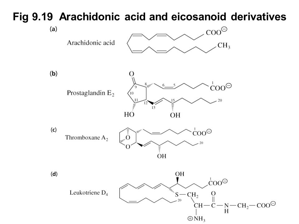 Prentice Hall c2002Chapter 925 Fig 9.19 Arachidonic acid and eicosanoid derivatives