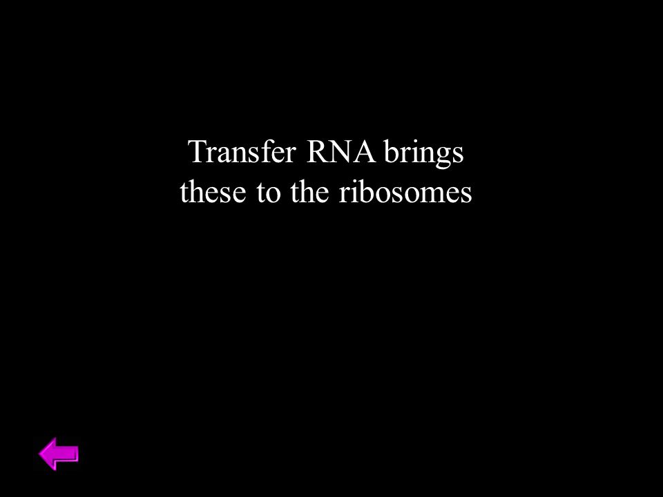 Transfer RNA brings these to the ribosomes
