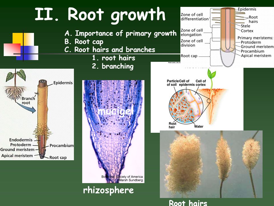 I root com. Root growth Zone. Soil Cell. Root Division. Hair roots.