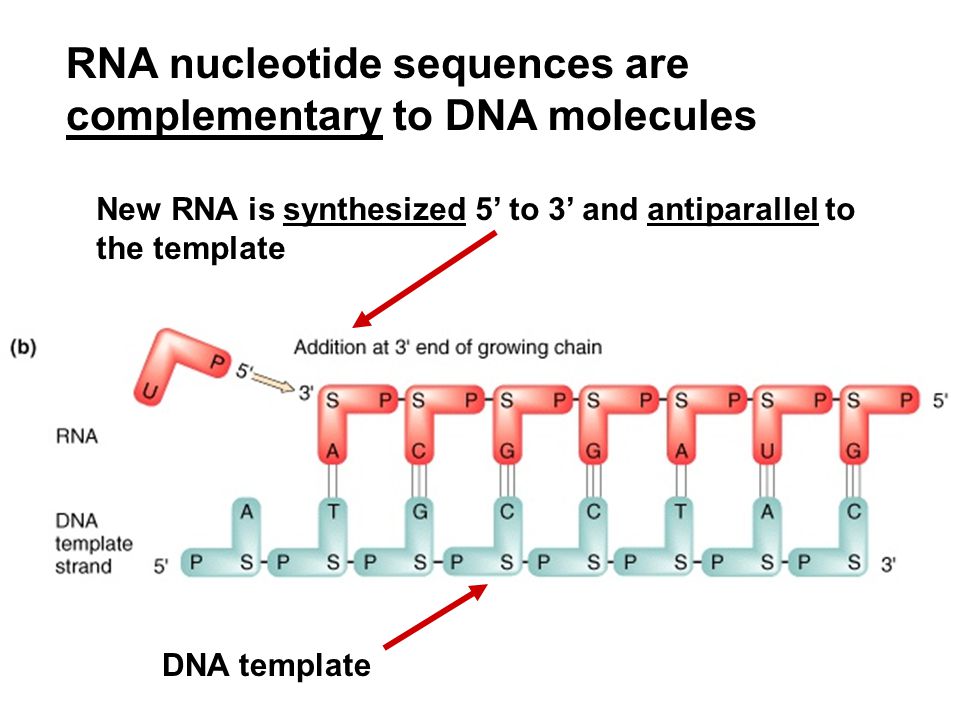 Nucleotide sequence. RNA Chain. NCBI nucleotide sequence. Complementary of nucleotides. Dna перевод