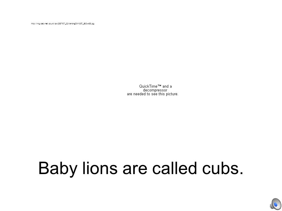 Baby bears are called cubs.