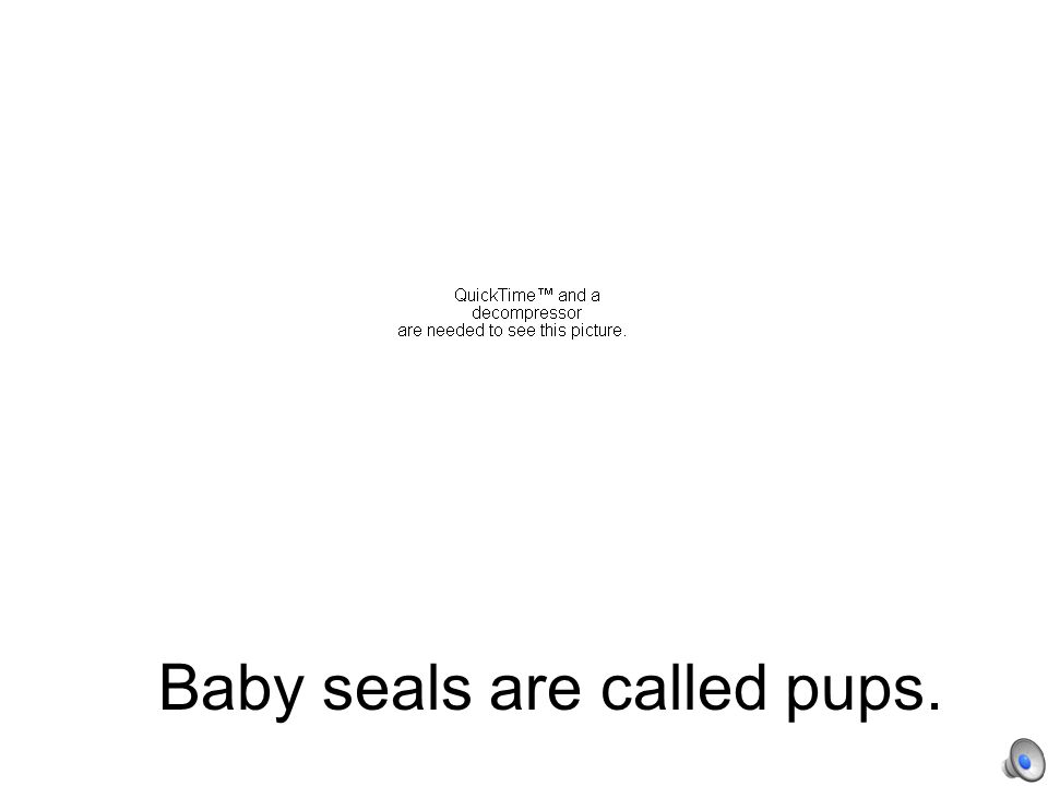 Baby dogs are called puppies.