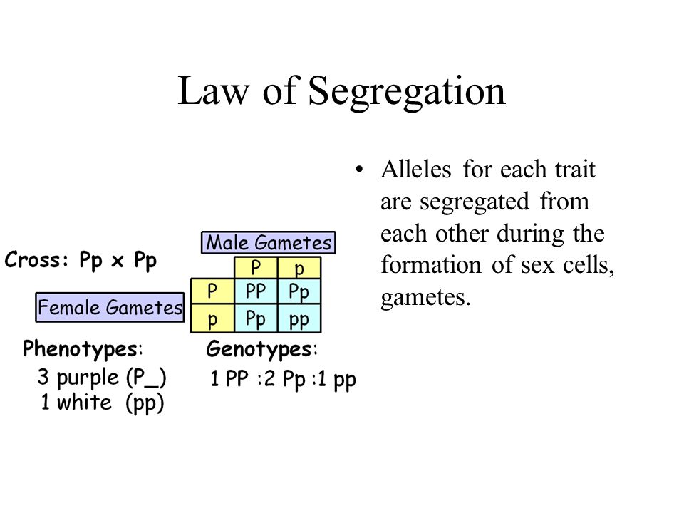 Law of Segregation Alleles for each trait are segregated from each other during the formation of sex cells, gametes.