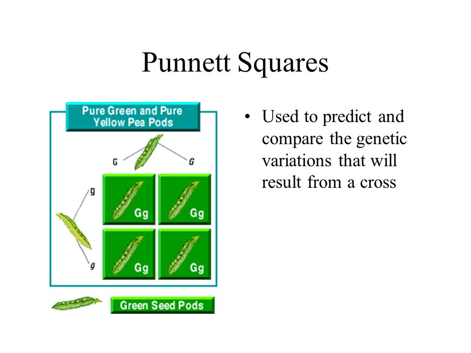 Punnett Squares Used to predict and compare the genetic variations that will result from a cross