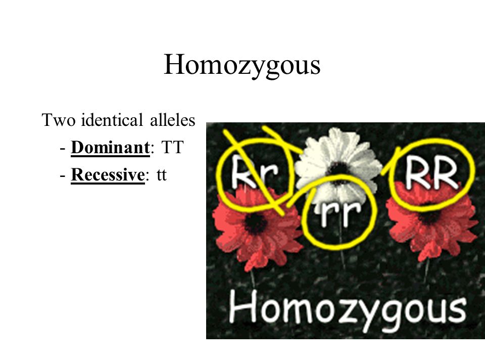 Homozygous Two identical alleles - Dominant: TT - Recessive: tt