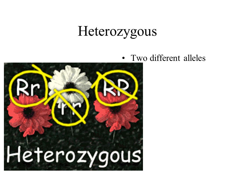 Heterozygous Two different alleles