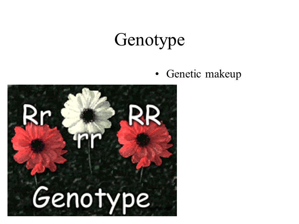 Genotype Genetic makeup