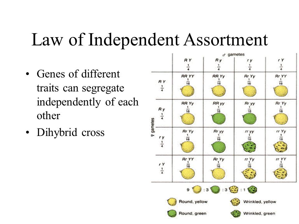 Law of Independent Assortment Genes of different traits can segregate independently of each other Dihybrid cross
