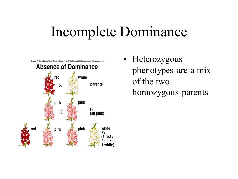 Incomplete Dominance Heterozygous phenotypes are a mix of the two homozygous parents