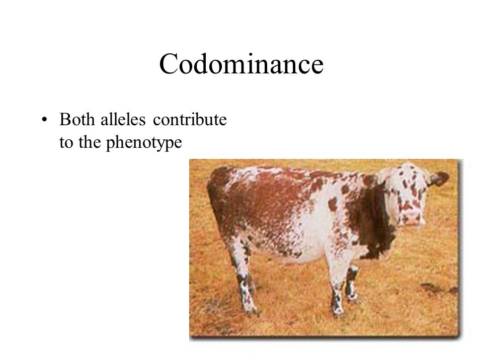 Codominance Both alleles contribute to the phenotype