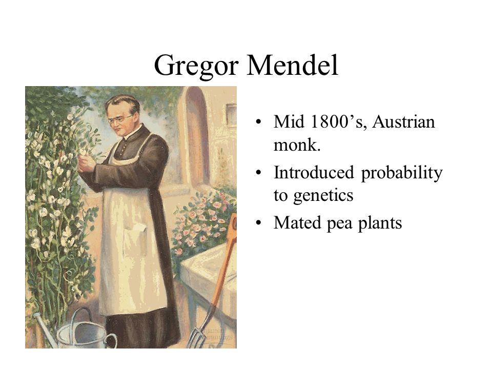 Gregor Mendel Mid 1800’s, Austrian monk. Introduced probability to genetics Mated pea plants