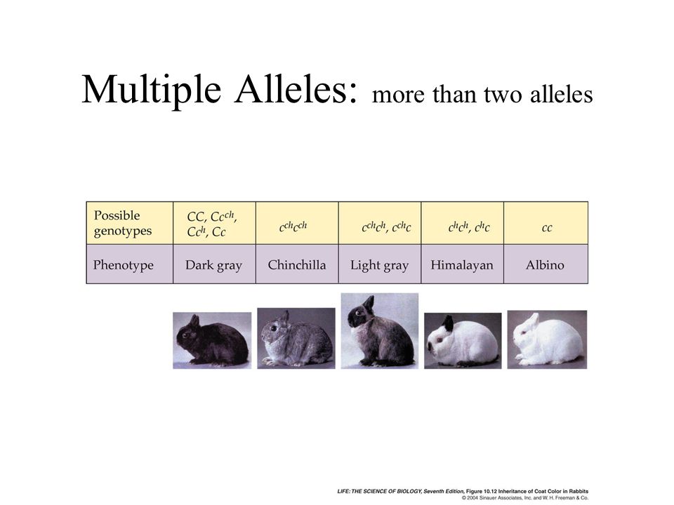Multiple Alleles: more than two alleles
