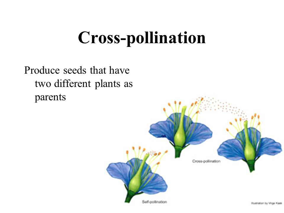 Cross-pollination Produce seeds that have two different plants as parents