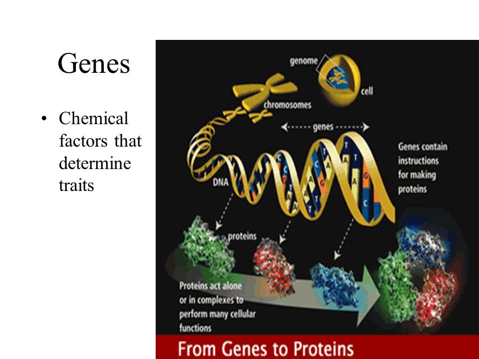 Genes Chemical factors that determine traits