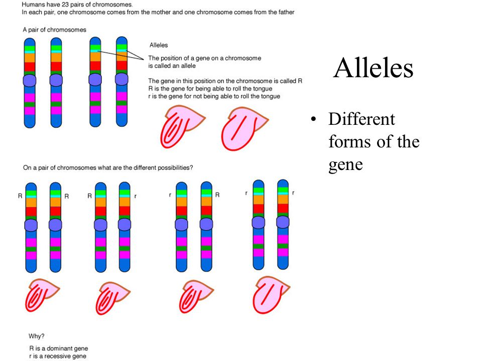 Alleles Different forms of the gene