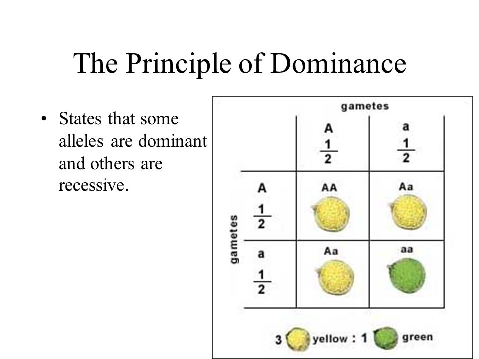 The Principle of Dominance States that some alleles are dominant and others are recessive.