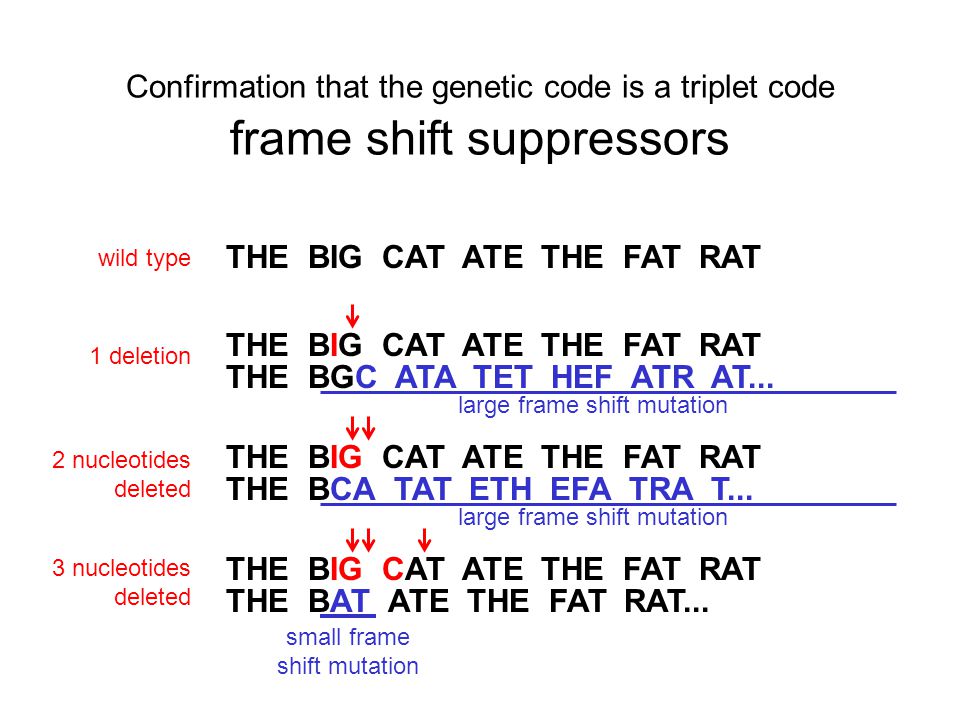 Confirmation that the genetic code is a triplet code frame shift suppressors THE BIG CAT ATE THE FAT RAT THE BGC ATA TET HEF ATR AT...