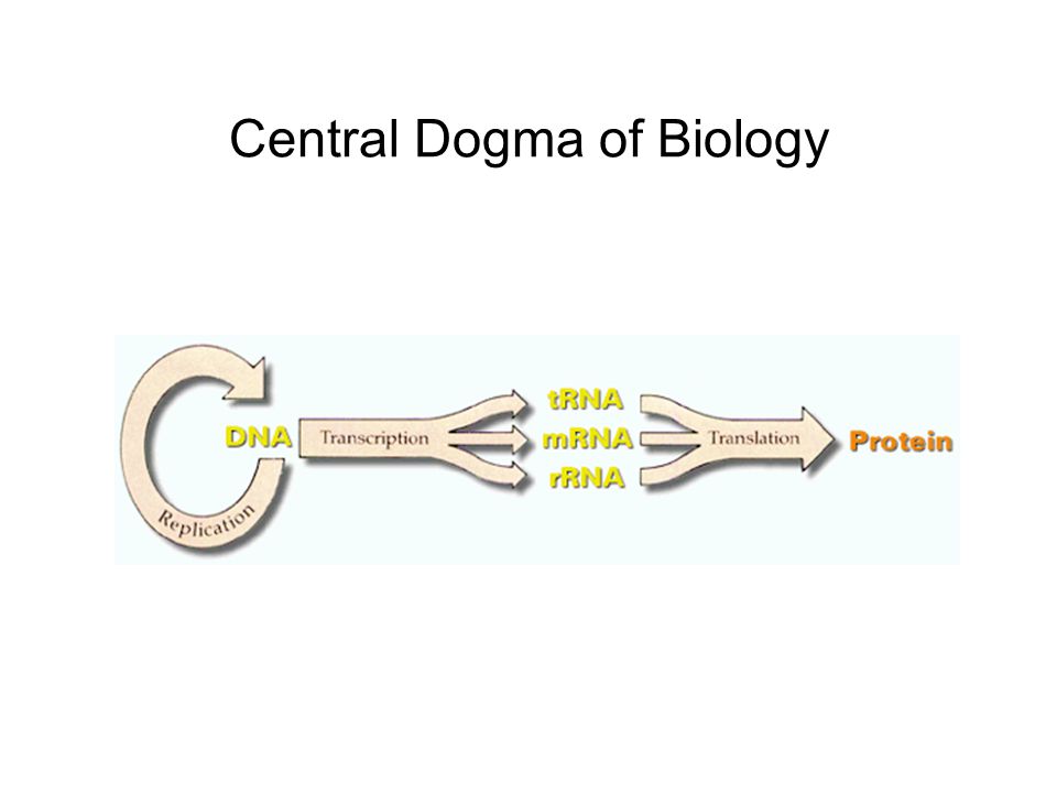 Central Dogma of Biology