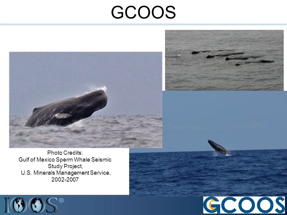 GCOOS Photo Credits: Gulf of Mexico Sperm Whale Seismic Study Project, U.S.