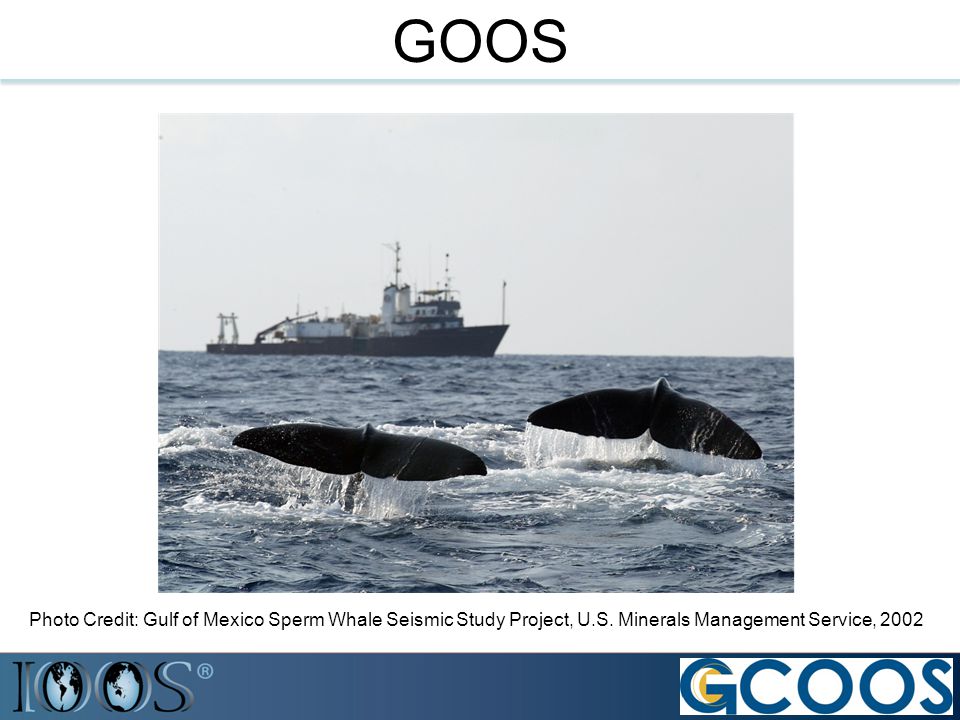 GOOS Photo Credit: Gulf of Mexico Sperm Whale Seismic Study Project, U.S.