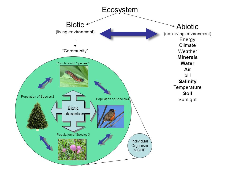 Ecosystem Biotic (living environment) Abiotic (non-living environment) Energy Climate Weather Minerals Water Air pH Salinity Temperature Soil Sunlight Community Biotic interaction Biotic interaction Population of Species 1 Population of Species 2 Population of Species 4 Population of Species 3 Individual Organism NICHE