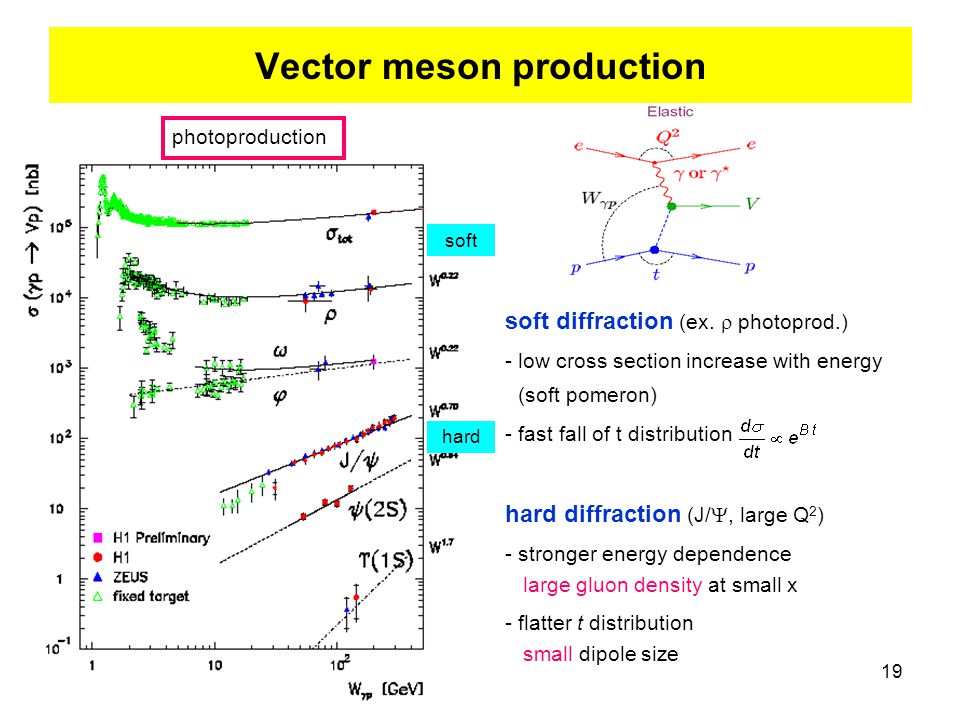 19 Vector meson production photoproduction soft diffraction (ex.