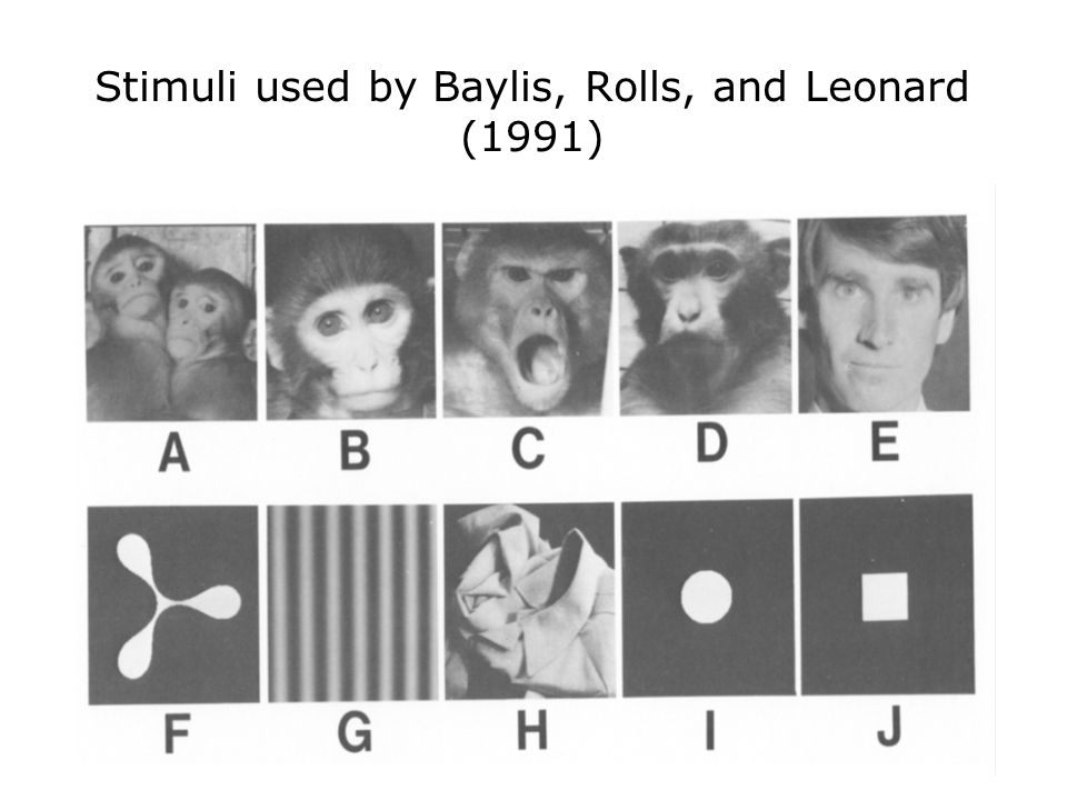 Stimuli used by Baylis, Rolls, and Leonard (1991)