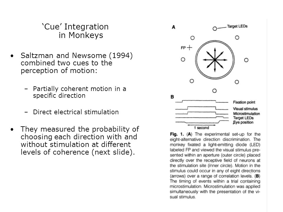 ‘Cue’ Integration in Monkeys Saltzman and Newsome (1994) combined two cues to the perception of motion: –Partially coherent motion in a specific direction –Direct electrical stimulation They measured the probability of choosing each direction with and without stimulation at different levels of coherence (next slide).