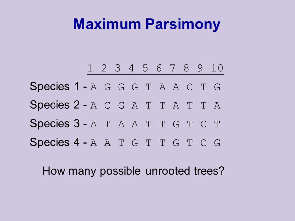 Maximum Parsimony Species 1 - A G G G T A A C T G Species 2 - A C G A T T A T T A Species 3 - A T A A T T G T C T Species 4 - A A T G T T G T C G How many possible unrooted trees