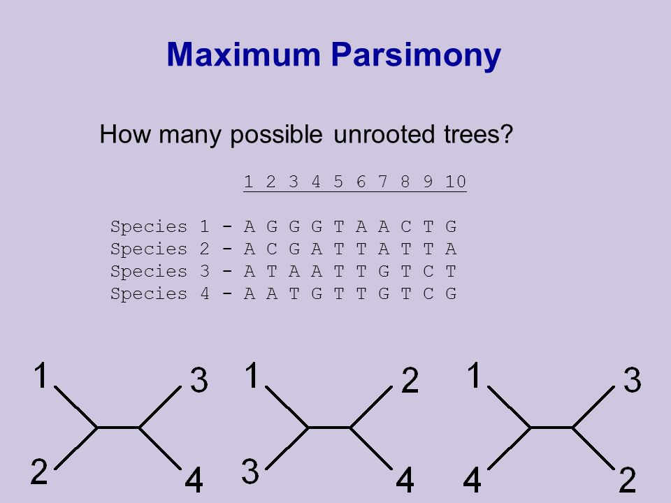 Maximum Parsimony How many possible unrooted trees.