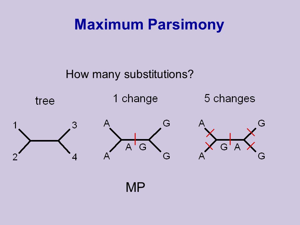 Maximum Parsimony How many substitutions MP