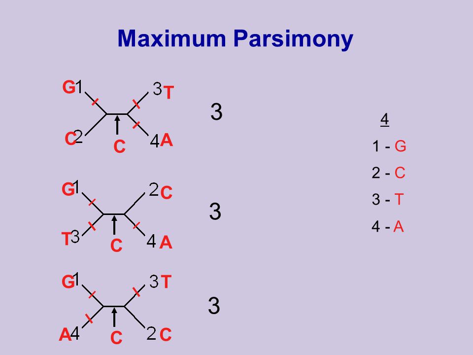 Maximum Parsimony G 2 - C 3 - T 4 - A A G C T C A G T C C C G A T C 3 3 3