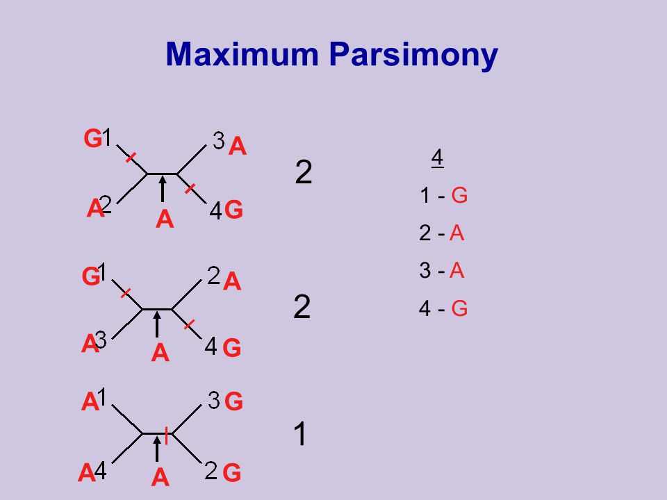 Maximum Parsimony G 2 - A 3 - A 4 - G G G A A A G G A A A G A A G A 2 2 1