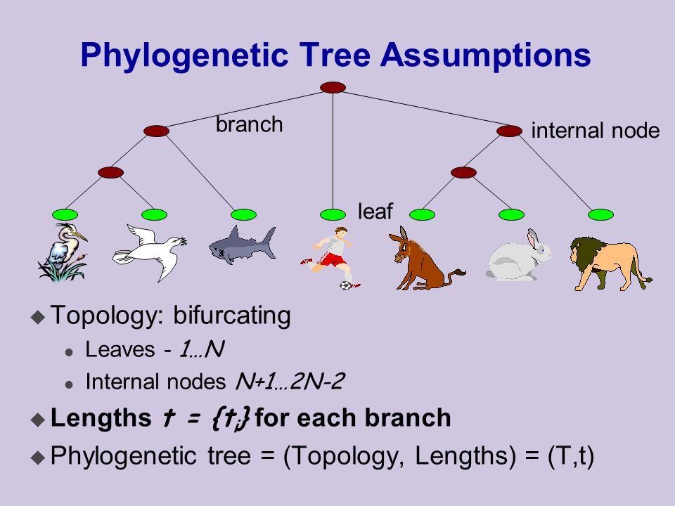 Phylogenetic Tree Assumptions u Topology: bifurcating Leaves - 1…N Internal nodes N+1…2N-2  Lengths t = {t i } for each branch u Phylogenetic tree = (Topology, Lengths) = (T,t) leaf branch internal node