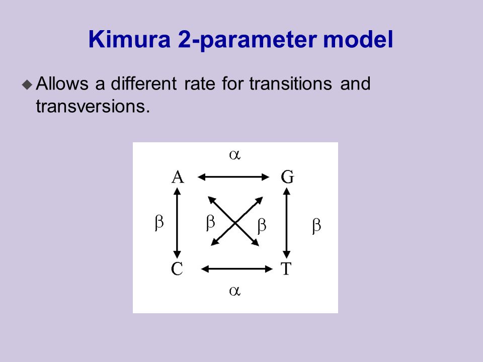 Kimura 2-parameter model u Allows a different rate for transitions and transversions.