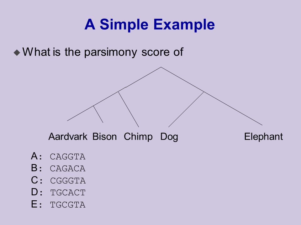 A Simple Example u What is the parsimony score of AardvarkBisonChimpDogElephant A : CAGGTA B : CAGACA C : CGGGTA D : TGCACT E : TGCGTA